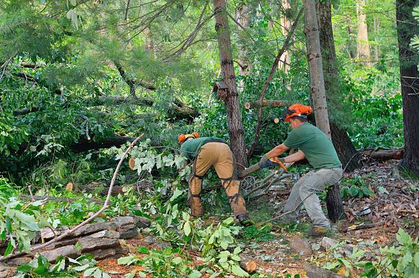 Tree Root Removal